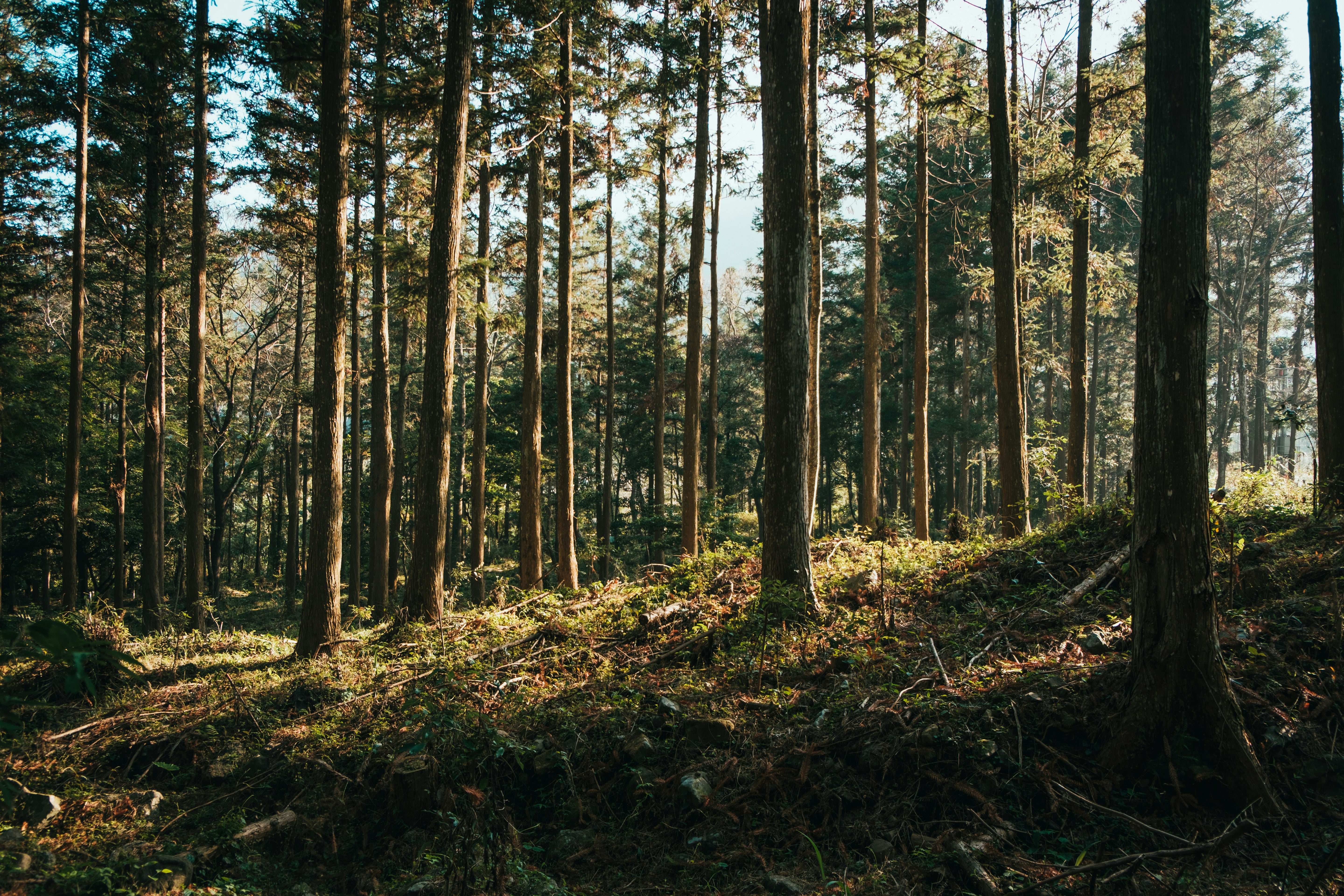 Forest scene showing origin of lyocell fibres